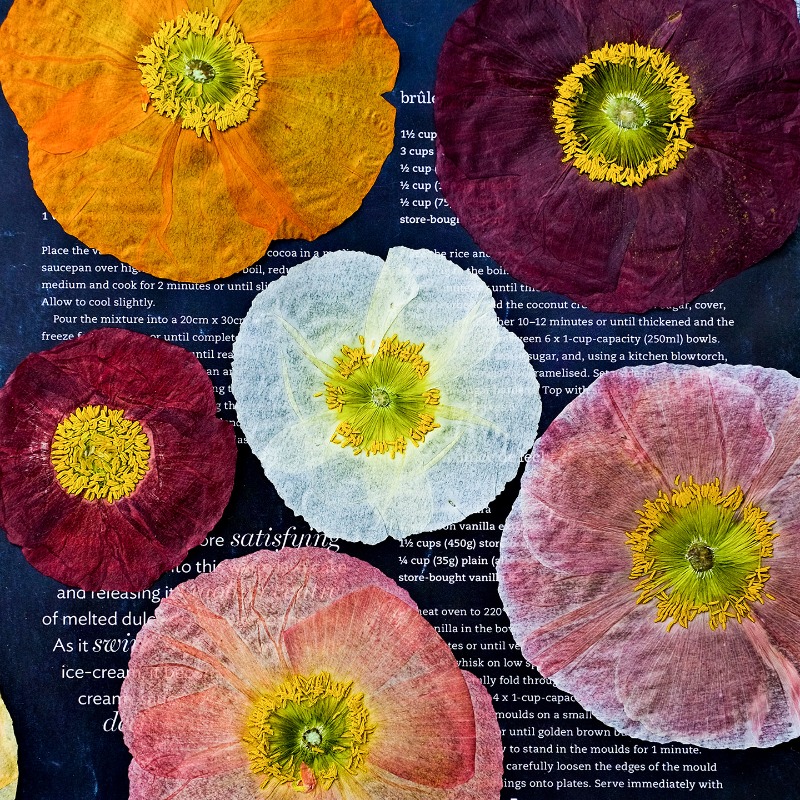 ดอกป๊อปปี้แห้งธรรมชาติ 1 ชิ้น  - Art And Craft Photos บทวิจารณ์และราคา