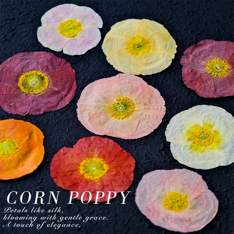 ดอกป๊อปปี้แห้งธรรมชาติ 1 ชิ้น  - Art And Craft Photos บทวิจารณ์และราคา