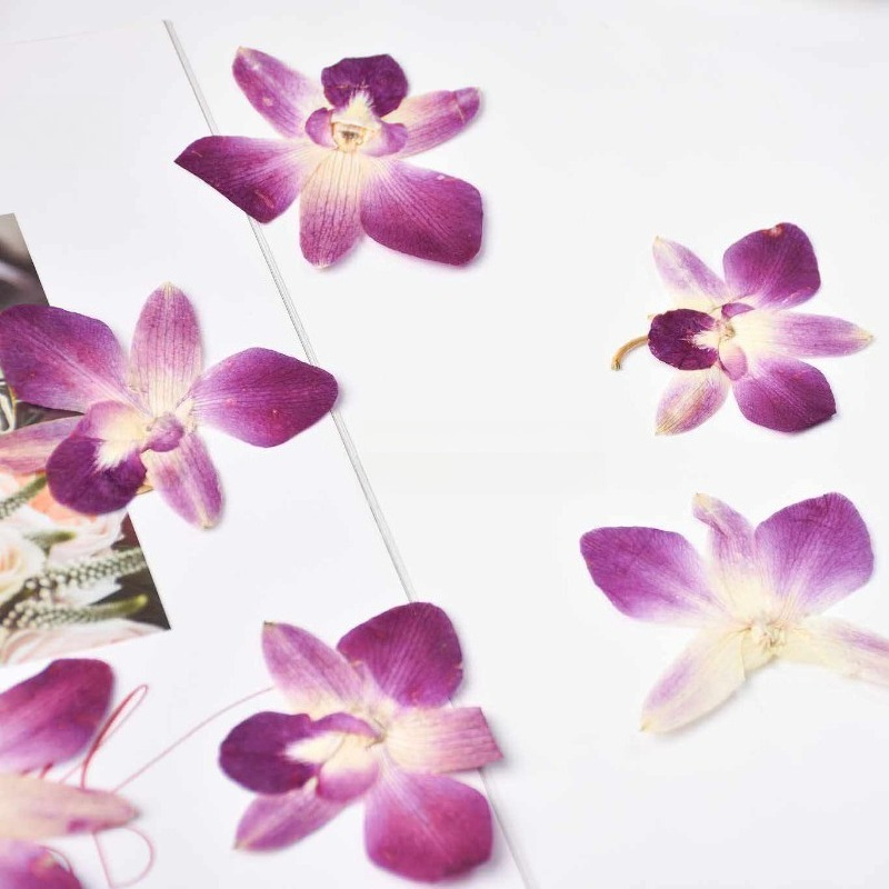 4 ชิ้น, ดอกกล้วยไม้ผีเสื้อแท้แ - Art And Craft Photos บทวิจารณ์และราคา